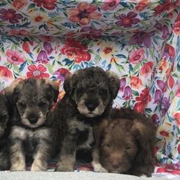 Goldendoodle, Schnoodle, and Sheepadoodle Puppies from Dood Ranch