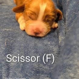 Girl 2 - Red female Cockapoo puppy in Perry, Arkansas from Parker's Cockapoos