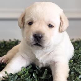 Michelangelo - Yellow male Labrador Retriever puppy in Pittsburgh, Pennsylvania from Kingridge Kennels