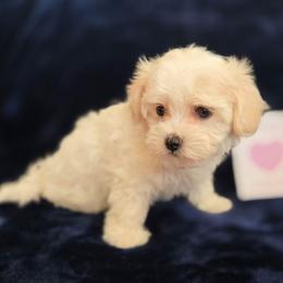 Willow - White female Maltipoo puppy in Sahuarita, Arizona from Cowgirl's Legacy Maltipoos