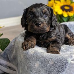 Autumn - Black and tan female Cavapoo puppy in Casa, Arkansas from Blue Diamond Puppies