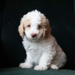 Alice - female Aussiedoodle puppy in Redding, California from Farmstead Doodles