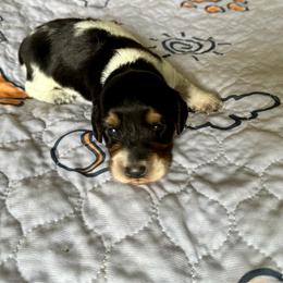 Lightning - Black male Dachshund puppy in Wolf Lake, Indiana from Canisteo Dachshunds