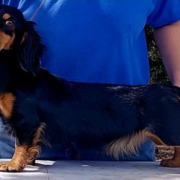 Lucy - Dachshund