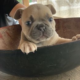 French Bulldog Puppies from McKay’s frenchies & fluffies