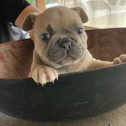 French Bulldog Puppies from McKay’s frenchies & fluffies