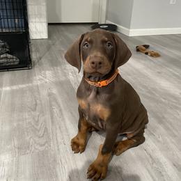 Doberman Pinscher Puppies from Jensen Dobermans