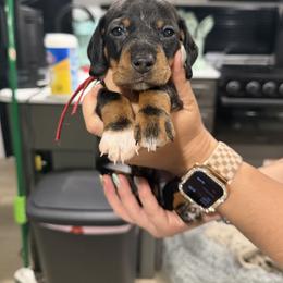 Trouble - Black male Dachshund puppy in Paradise, California from Barnes’ Doxies