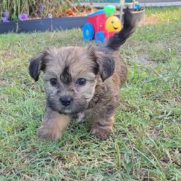 Mareo - Brindle and white male Shorkie puppy in Aurora, Missouri from KnJ Precious Paws LLC