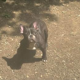 Patch - Brindle and white male French Bulldog puppy in Ringgold, Georgia from A-K Boston Terriers