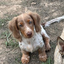 Duchess Rose - Dachshund
