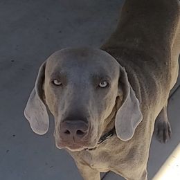 Weimaraners from Desert skyes weims
