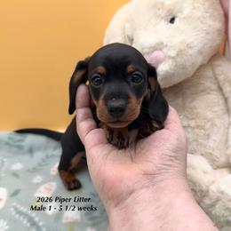 Male 1 - Black and tan male Dachshund puppy in Huggins, Missouri from RJ's Miniature Dachshunds