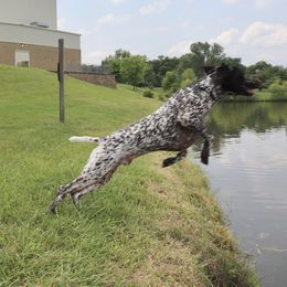 German Shorthaired Pointer All Grown Up from Pinecrest German Shorthair Pointers