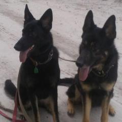 German Shepherds from WatchBear Kennels