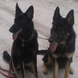 German Shepherds from WatchBear Kennels