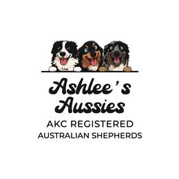 Australian Shepherds from Ashlee's Aussies