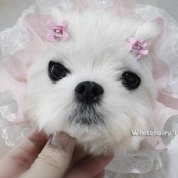 PIXIE - Maltese