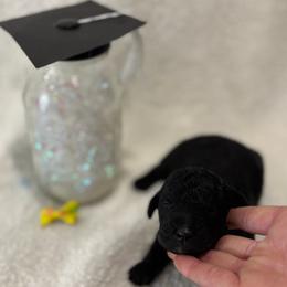 Honor - Black female Goldendoodle puppy in Camden, North Carolina from Oopsie Doodles of NC