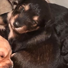 Girl 3 - female Goldendoodle puppy in Gig Harbor, Washington from Sandy’s Goldendoodles