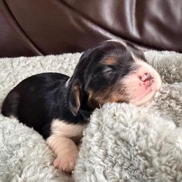 Peppercioni - Tri-color male Cavalier King Charles Spaniel puppy in De Soto, Missouri from Blooming Cavaliers