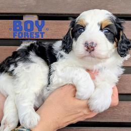 Forest - Tri-color male Bernedoodle puppy in Cambridge, Minnesota from Country Meadow Doodles