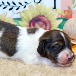 Oscar - Piebald male Dachshund puppy in Bellville, Ohio from JK Mini Doxies