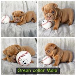 Green collar - Fawn male Bulldog puppy in Seattle, Washington from Authentic Bullys