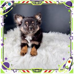 Buzz - Black and tan male Chihuahua puppy in Simpsonville, South Carolina from N&T's Chihuahuas
