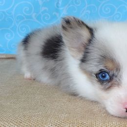 Australian Cattle Dog and Pembroke Welsh Corgi Puppies from Heelers in Texas