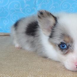 Australian Cattle Dog and Pembroke Welsh Corgi Puppies from Heelers in Texas