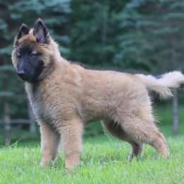 Belgian Tervuren Puppies from Bab Hanna