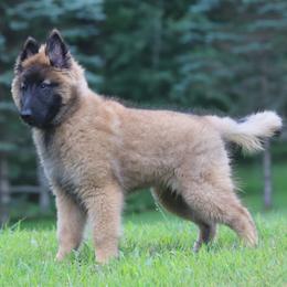 Belgian Tervuren Puppies from Bab Hanna