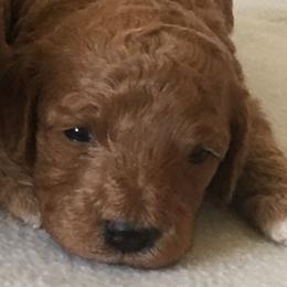 Female 4 - female Cavapoochon puppy in Fredericksburg, Ohio from Timshell Farm Specialty Crossbreed Puppies