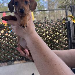 Sable Boy - Sable male Dachshund puppy in Brooksville, Florida from Ween Acres