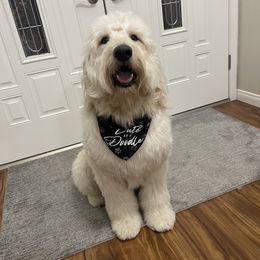 Duke - Goldendoodle