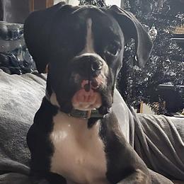 Boxer All Grown Up from Rorschach Boxers