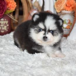 Karen - Black and white female Pomsky puppy in Chino Valley, Arizona from Rose Peek Pomskies