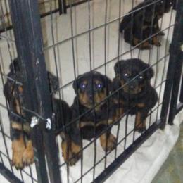 Rottweiler Puppies from Gregory Mulkey's Rottweilers