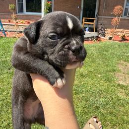 Rapunzel - Lilac tri-color female Bulldog puppy in Harvard, Illinois from Bramble & Brute Canines