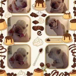 French Bulldog Puppies from Diamond Dreams French Bulldogs