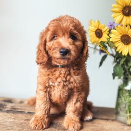 Goldendoodle Puppies from The Doodle Spot