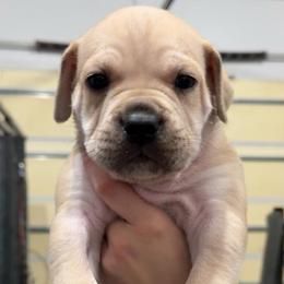 Rudolph - Fawn male Cane Corso puppy in Utah from 3Lake Kennelz