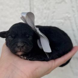 Noelle - Black and white female Cavapoo puppy in Ville Platte, Louisiana from The Barkery