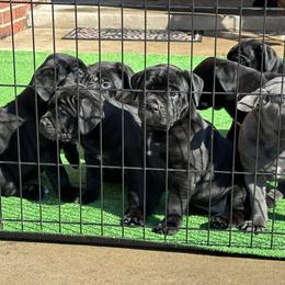 Cane Corso Puppies from Richline Kennel