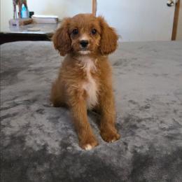 Jose - Red female Cavapoo puppy in Copan, Oklahoma from Tatums cavapoos