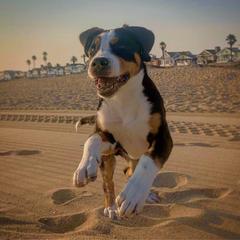 Greater Swiss Mountain Dog and Nederlandse Kooikerhondje Puppies from Ambermoon Kooikerhondje Blackamber Greater Swiss Mountain Dogs