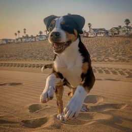 Greater Swiss Mountain Dog and Nederlandse Kooikerhondje Puppies from Ambermoon Kooikerhondje Blackamber Greater Swiss Mountain Dogs
