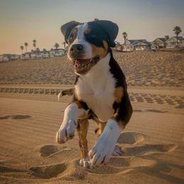 Greater Swiss Mountain Dog and Nederlandse Kooikerhondje Puppies from Ambermoon Kooikerhondje Blackamber Greater Swiss Mountain Dogs