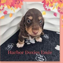 Emie - Chocolate and cream female Dachshund puppy in Panama City, Florida from Harbor Doxies